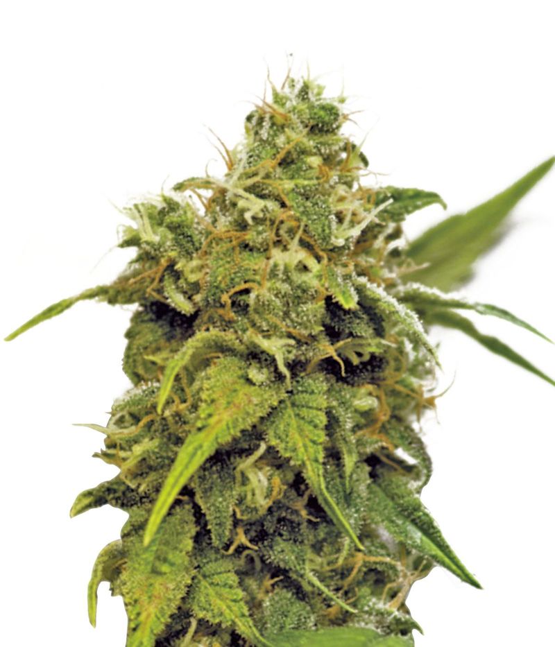 Utopia Haze, Фасовка: 5, изображение 2