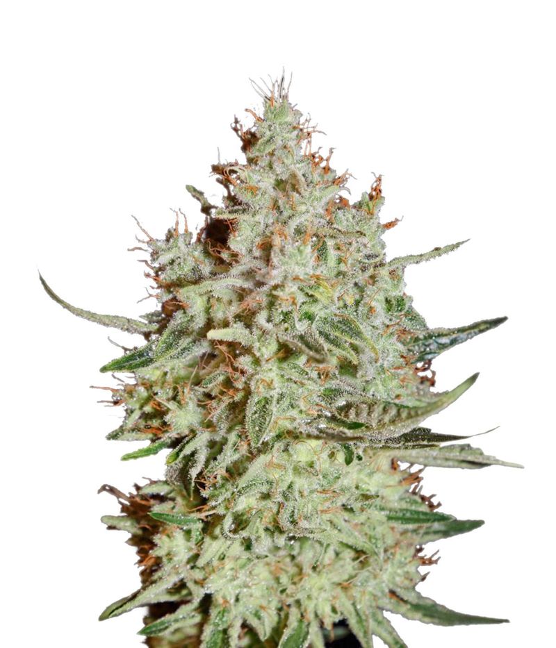 K-Train, Фасовка: 5