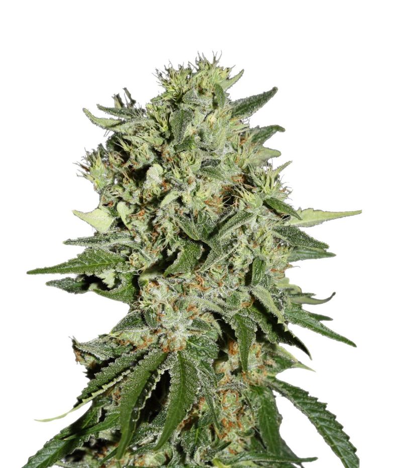 The Doctor, Фасовка: 3