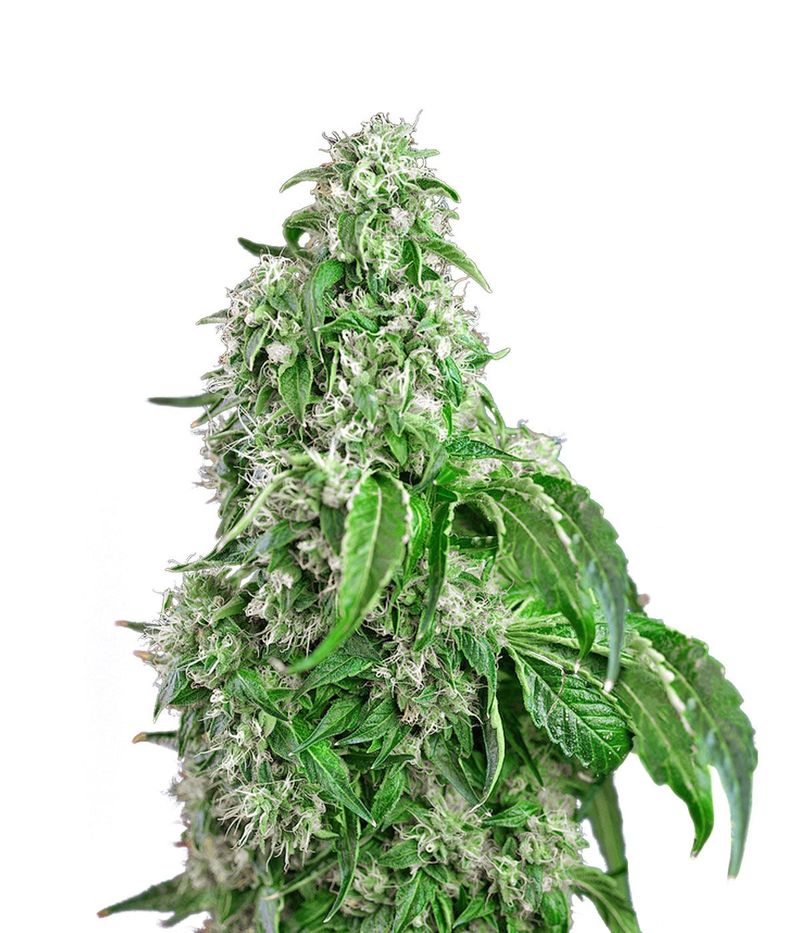 Big Devil Fast Version, Фасовка: 3+1