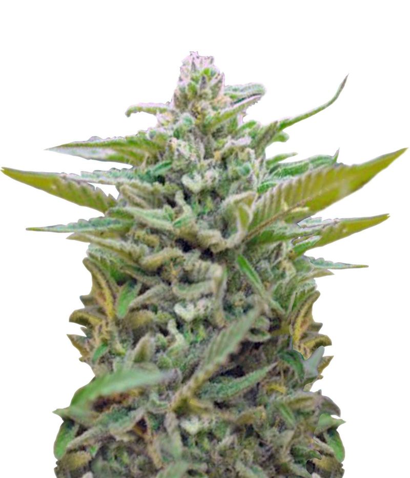 Black Jack Auto, Фасовка: 5+2, изображение 2