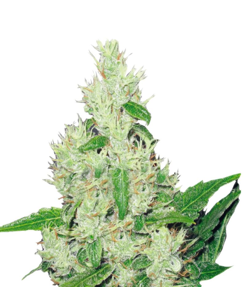 Y Griega, Фасовка: 5, изображение 2