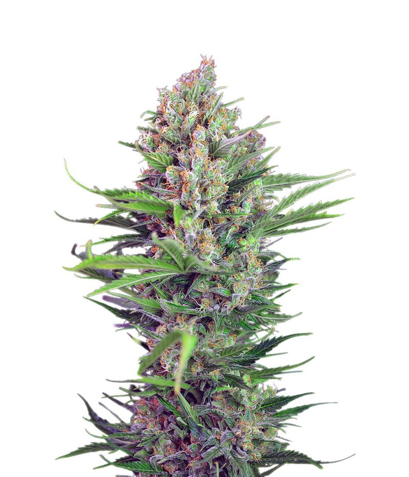 Cream Mandarine Fast Version, Фасовка: 3+1