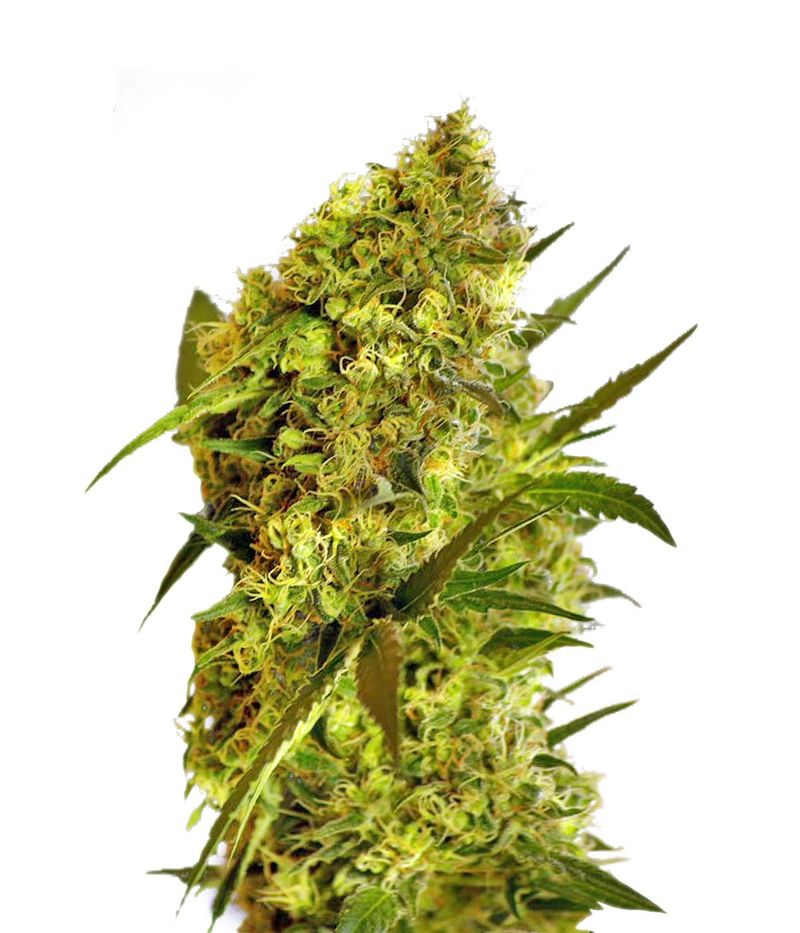 Big Devil #2 Auto, Фасовка: 3+1