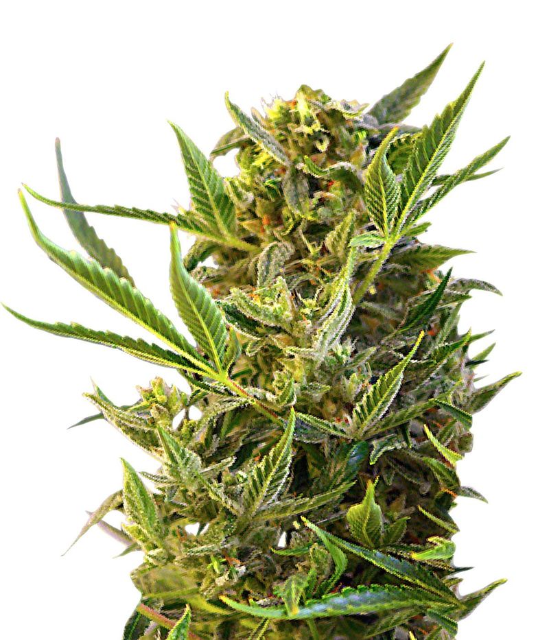 Double White, Фасовка: 3, изображение 2