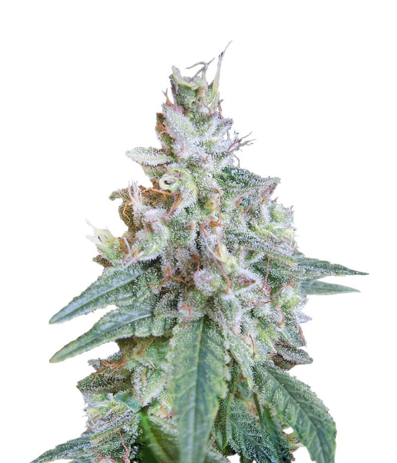 Cream Caramel Fast Version, Фасовка: 3+1