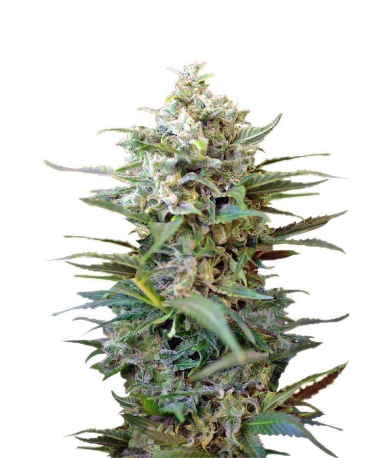 Big Devil XL Auto, Фасовка: 5+2