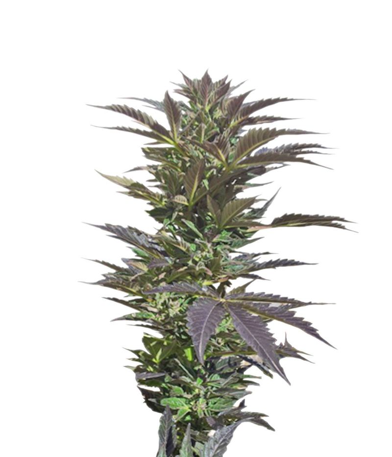 Cream Caramel Auto, Фасовка: 5+2