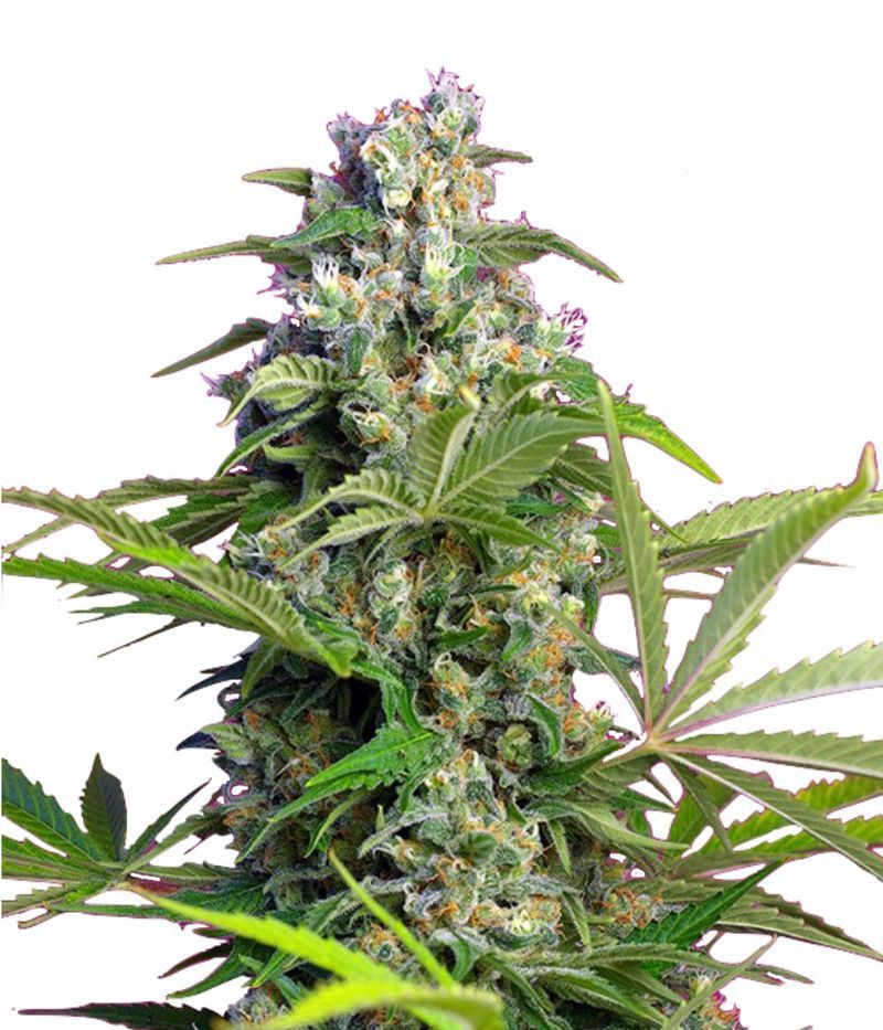 Gorilla Girl, Фасовка: 3+1