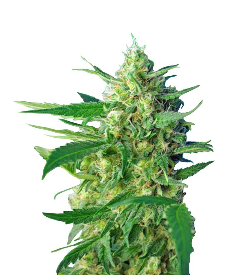 Ice Cool Auto, Фасовка: 3+1