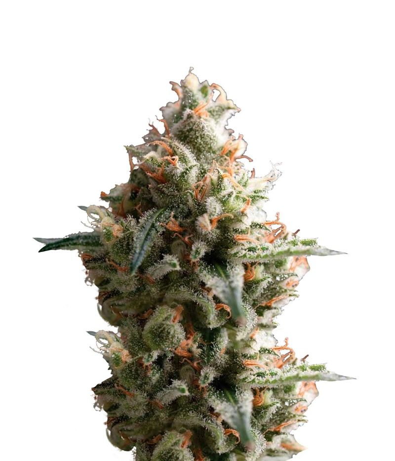 Super OG Kush Auto, Фасовка: 5+2, изображение 2