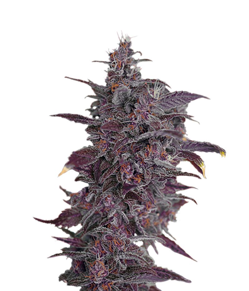 Black Cream Auto, Фасовка: 3+1