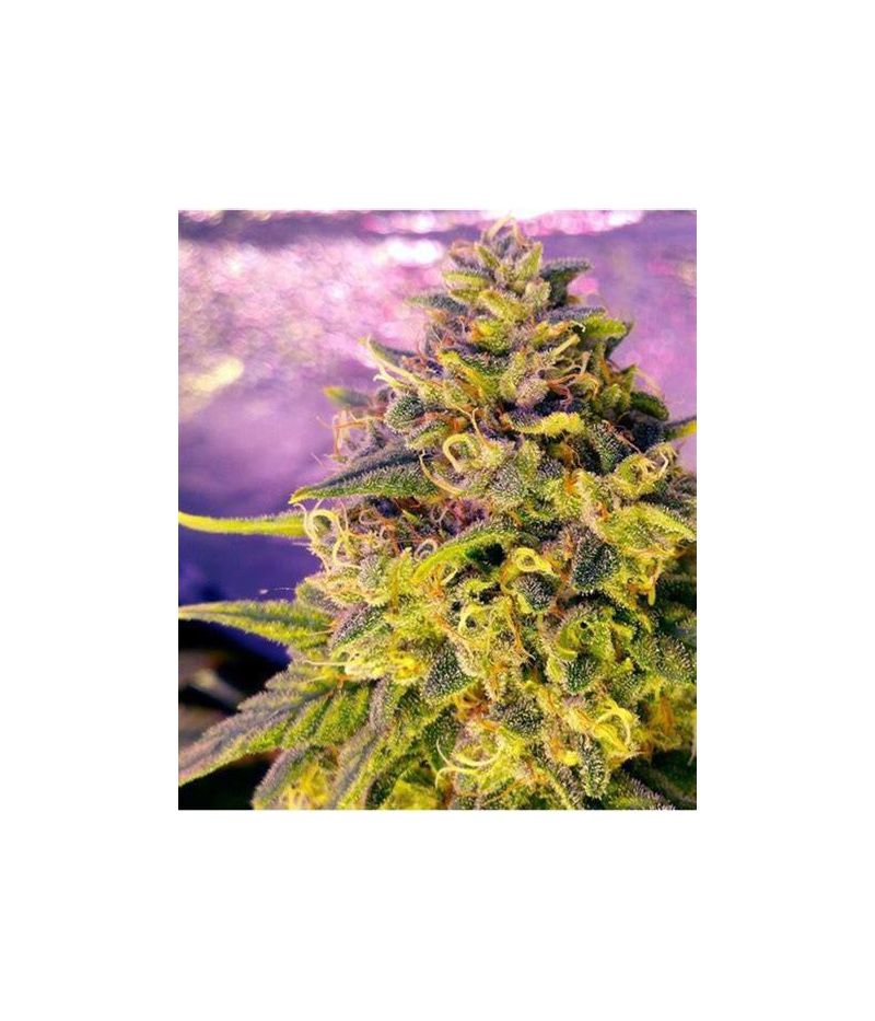 Bubblelicious Auto, Фасовка: 3, изображение 5