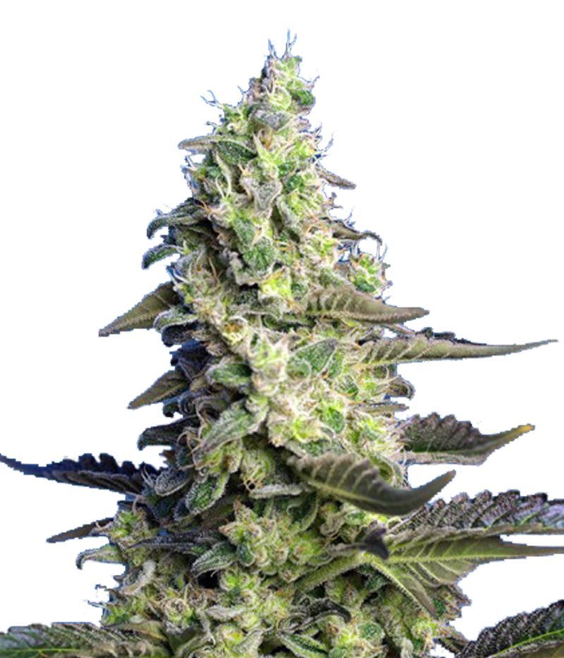 Green Poison XL Auto, Фасовка: 3+1