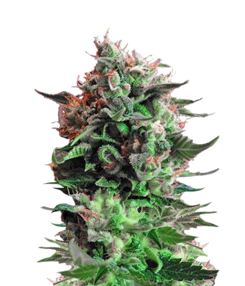 Jack 47, Фасовка: 3+1