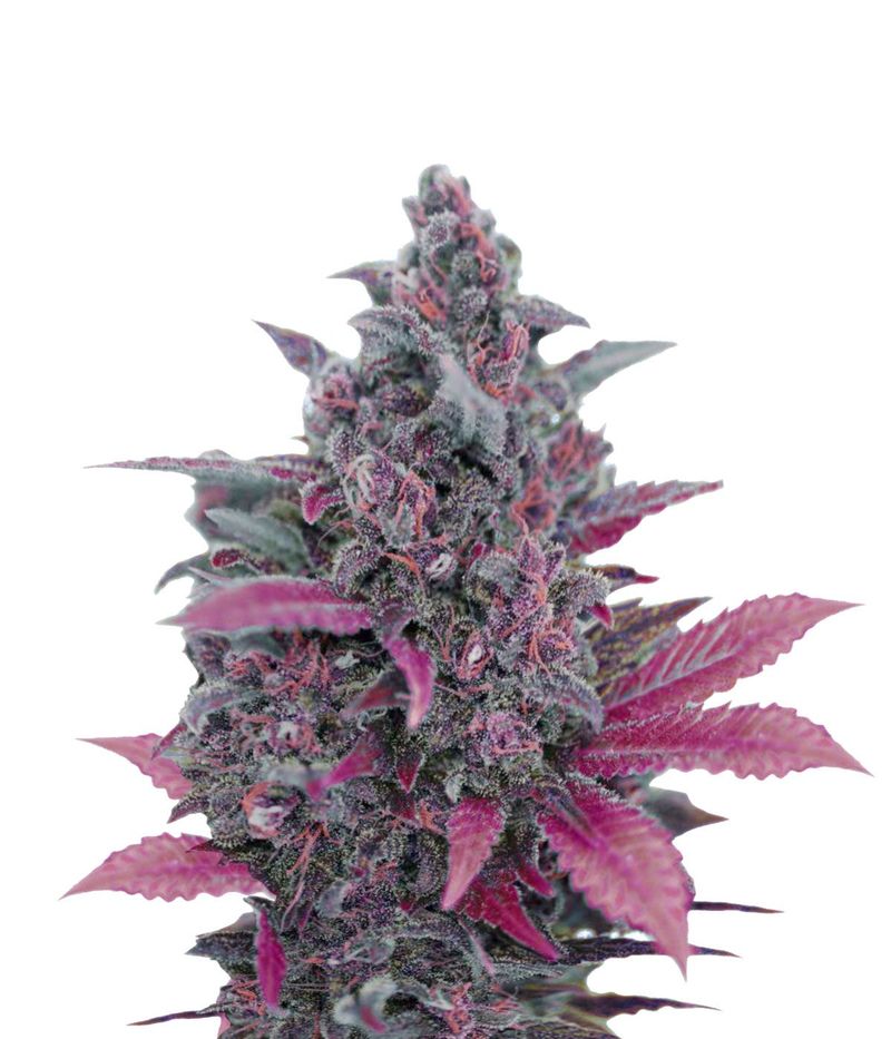 Dark Devil Auto, Фасовка: 3+1