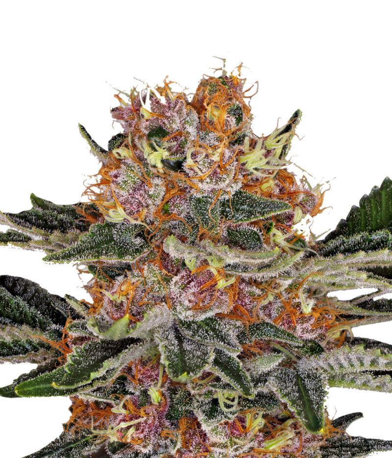 Purple Punch Auto, Фасовка: 5