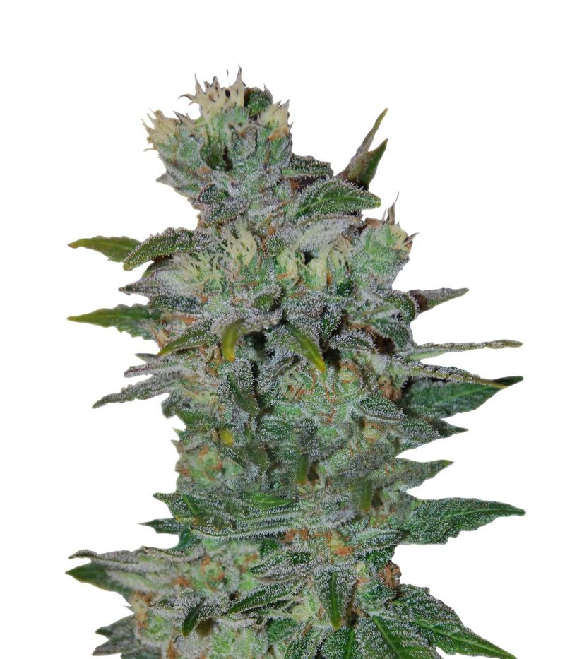 Space, Фасовка: 3