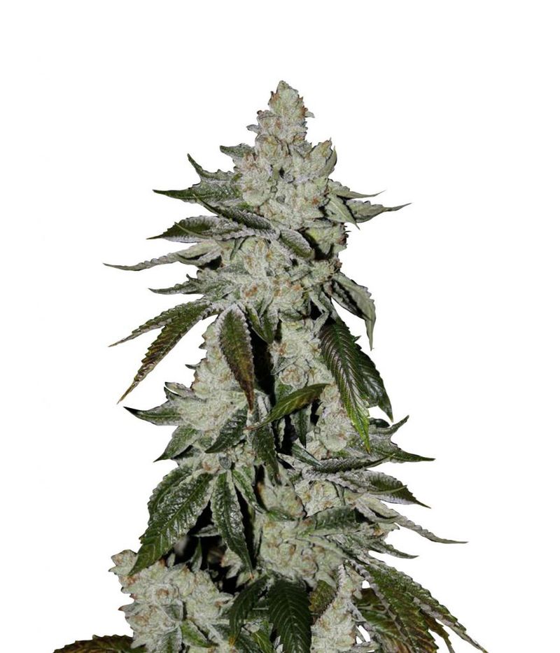 Auto Scout Cookies genetics, Фасовка: 5+2