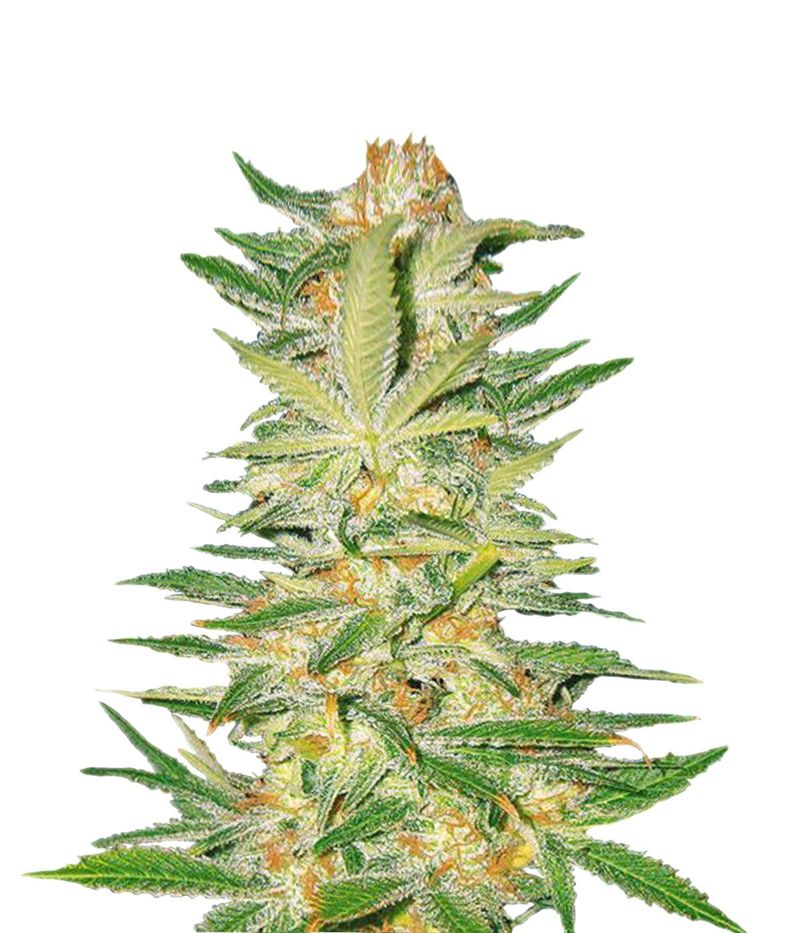 S.A.D. Fast Version, Фасовка: 3+1, изображение 2