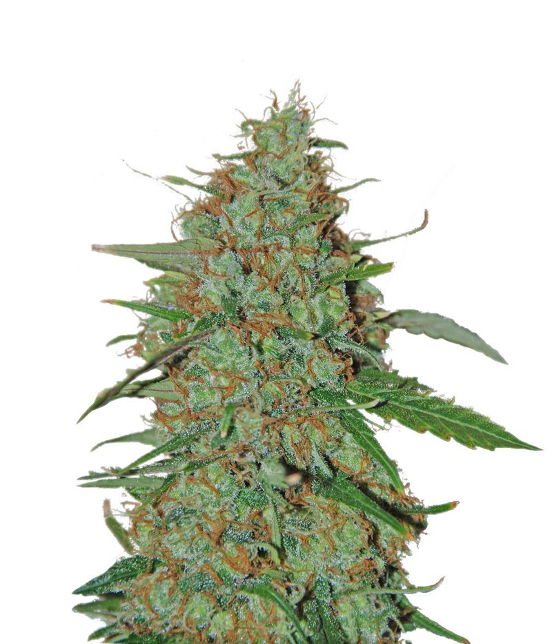 Wild Thailand Ryder Auto, Фасовка: 3