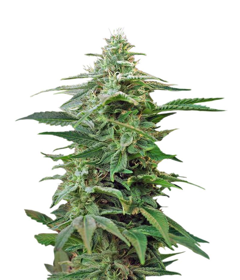 Sweet Special Fast Version, Фасовка: 3+1