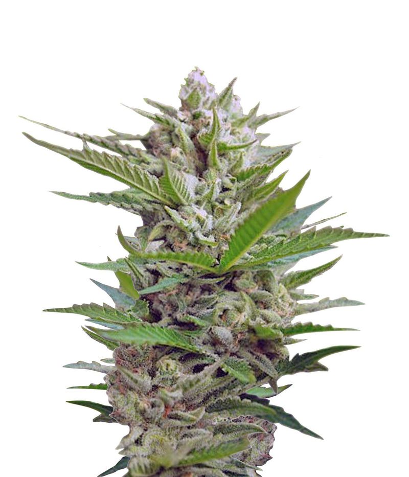 Speed Devil #2 Auto, Фасовка: 5, изображение 3