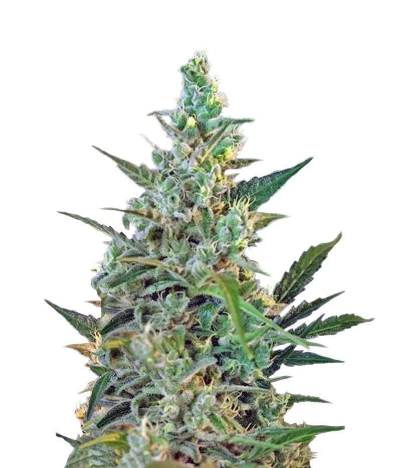 Sweet Skunk Fast Version, Фасовка: 5+2