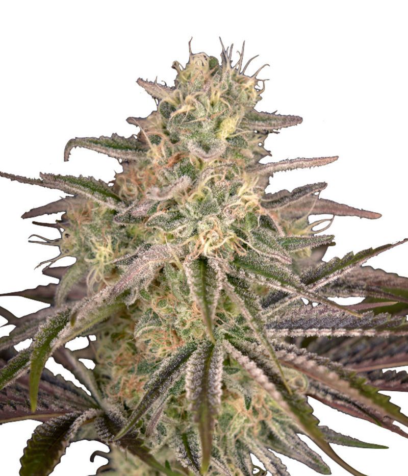 Cloud Walker, Фасовка: 3