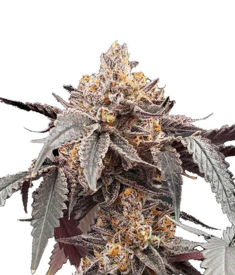 Guava x Gelato 41 Auto, Фасовка: 3