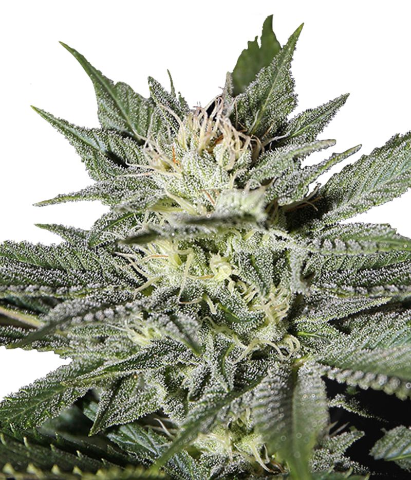 King's Kush CBD, Фасовка: 3