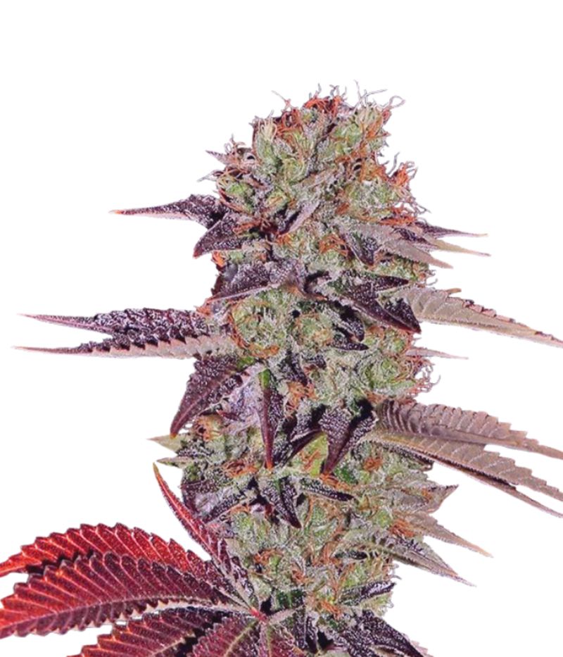 King’s Kush Auto, Фасовка: 3