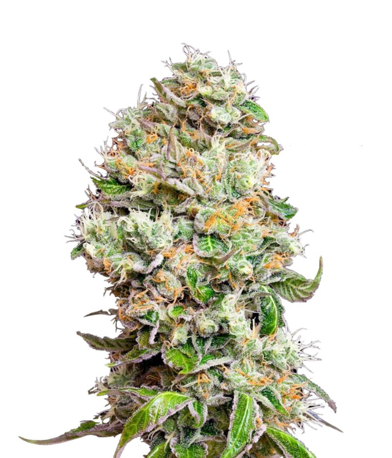 King’s Kush Auto CBD, Фасовка: 3