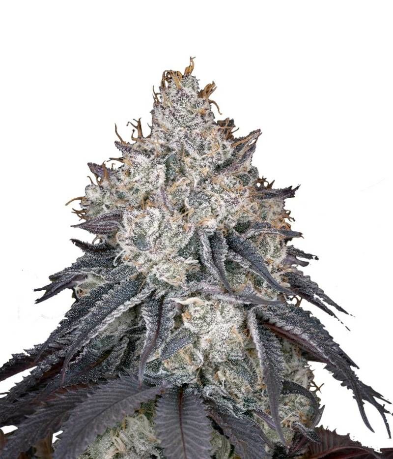 Lemon Orange, Фасовка: 3