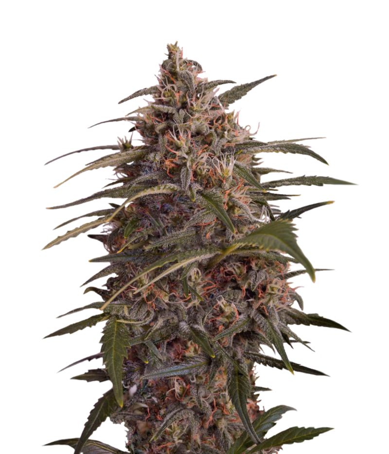 Moby Dick, Фасовка: 3