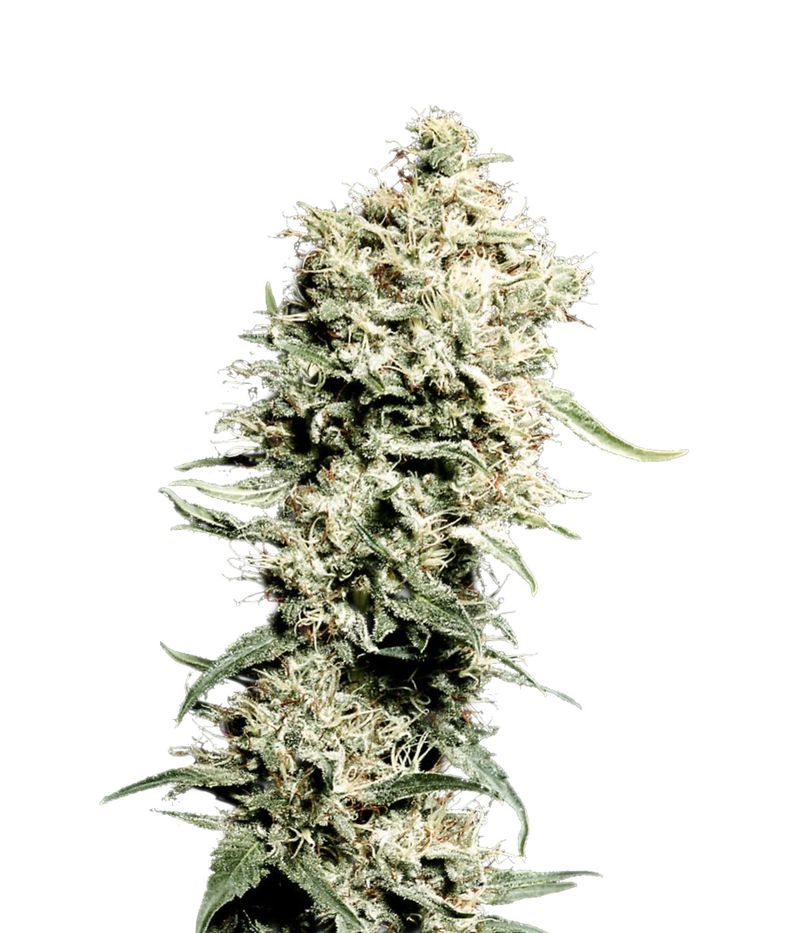 White Rhino, Фасовка: 3