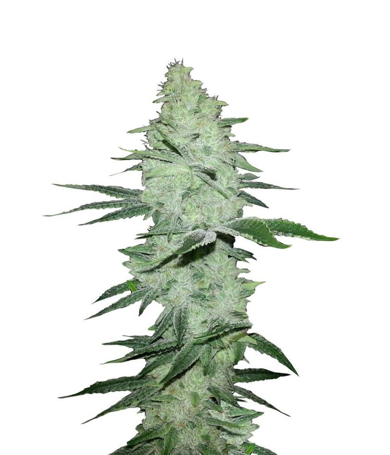 Six Shooter Auto, Фасовка: 3