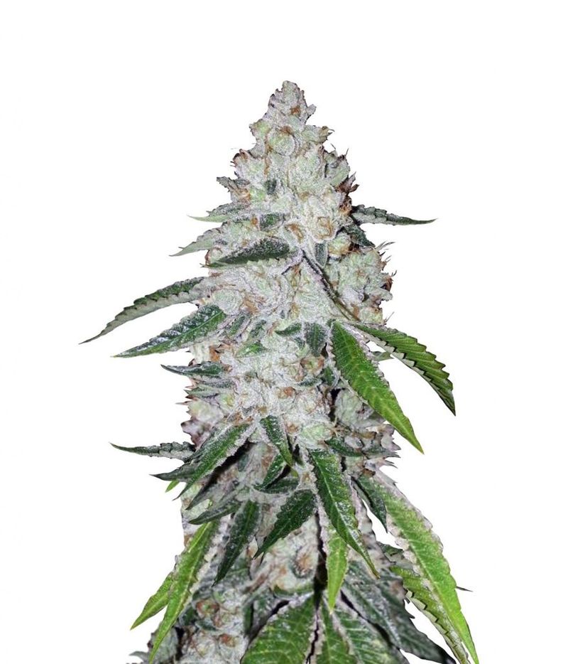 West Coast O.G. Auto, Фасовка: 1