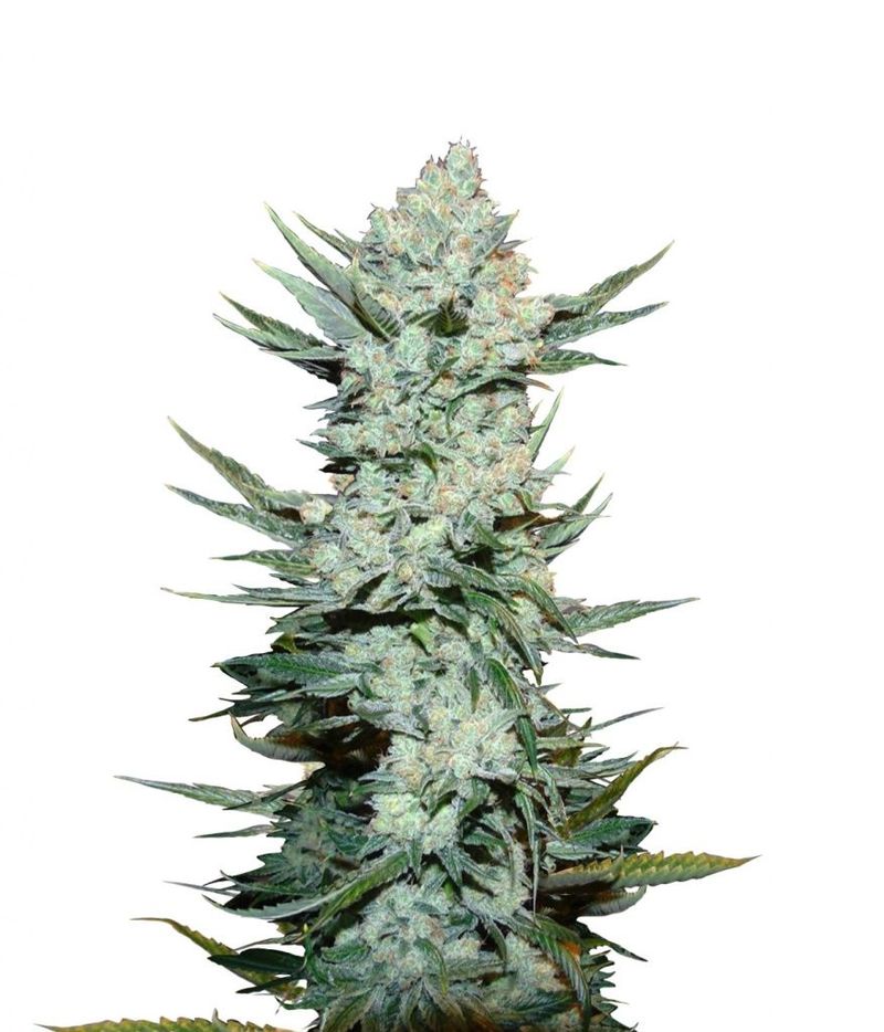 Tangie`matic Auto, Фасовка: 1