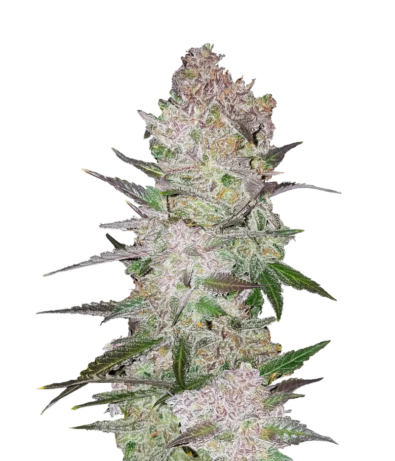 Cream Cookies Auto, Фасовка: 5