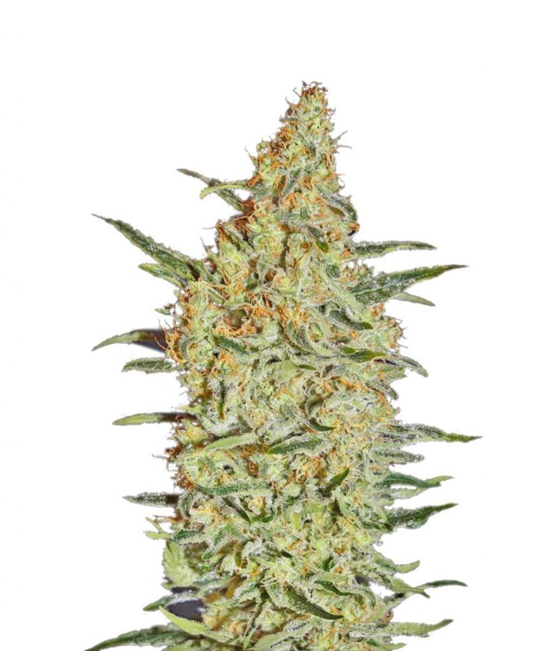 Neville's Haze, Фасовка: 3