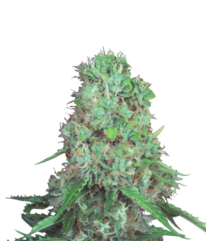 Pandora Auto, Фасовка: 5