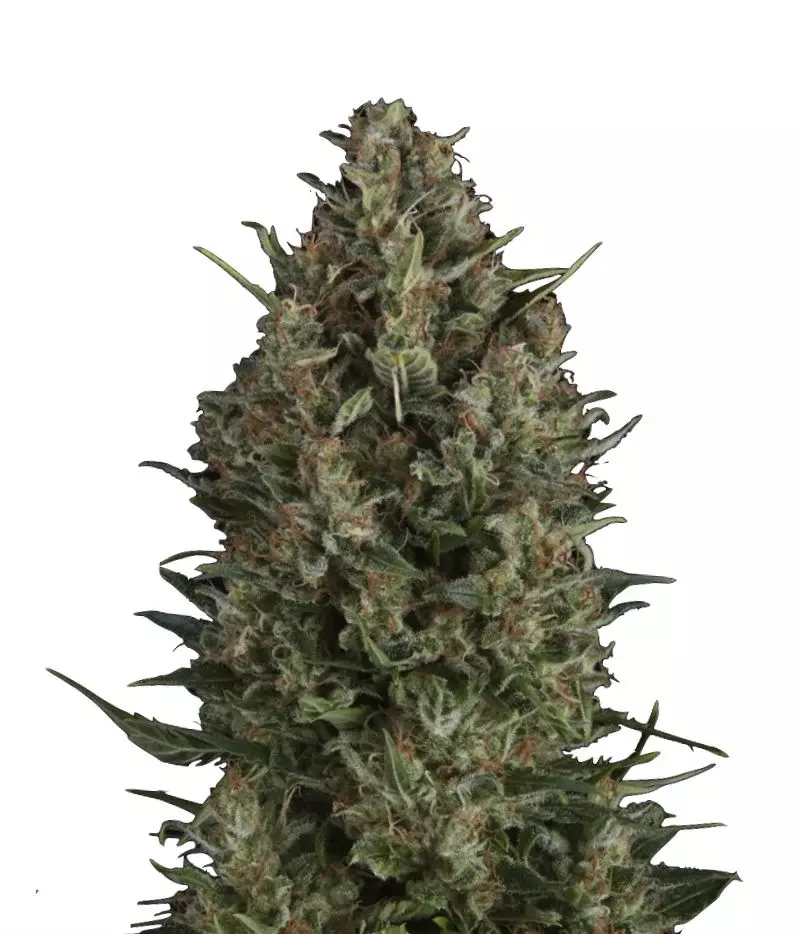 Wembley, Фасовка: 5+2, изображение 2