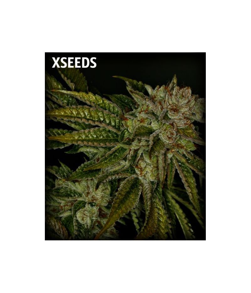 MK-Ultra (X), Фасовка: 5, изображение 2