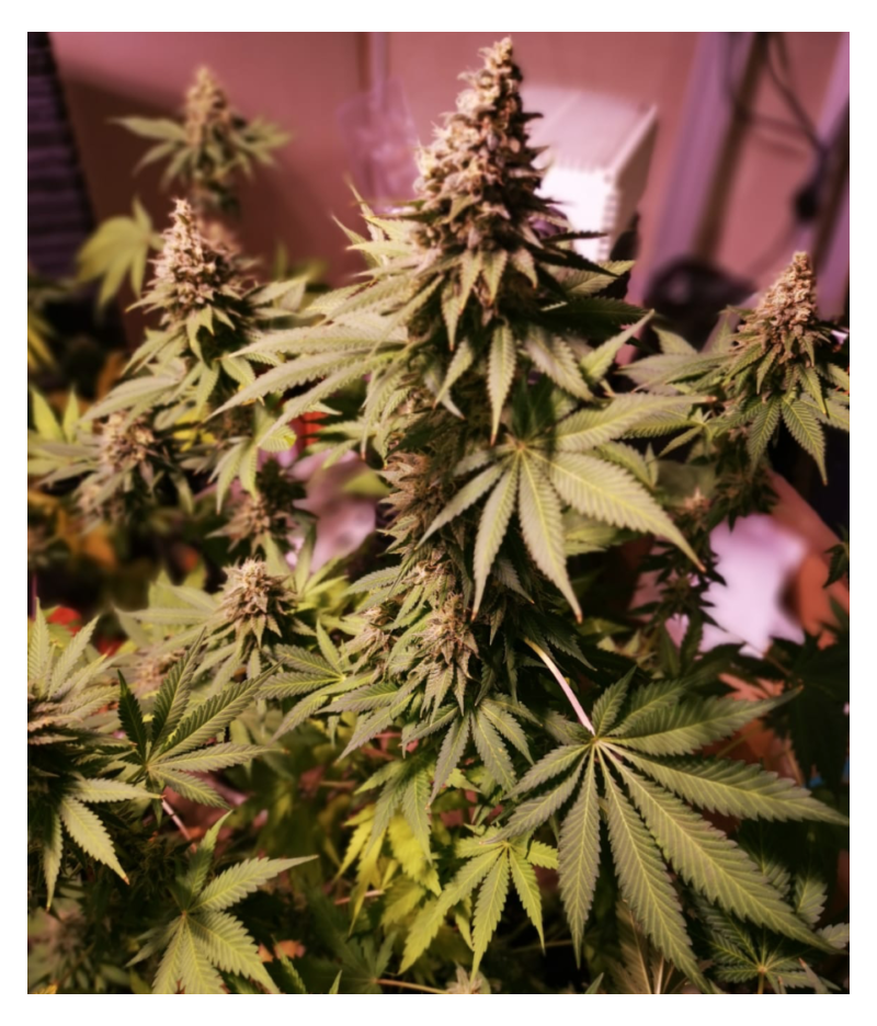 Lavanda Cream, Фасовка: 5, изображение 2