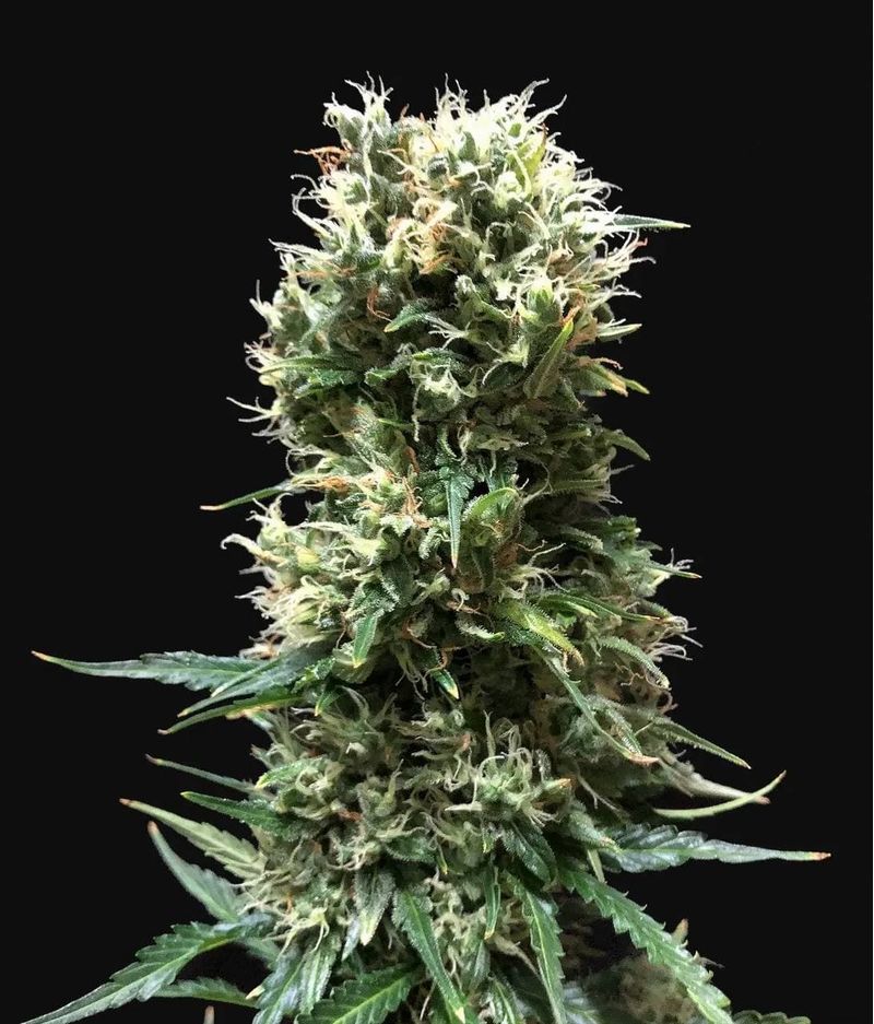 Animal Face Auto, Фасовка: 10