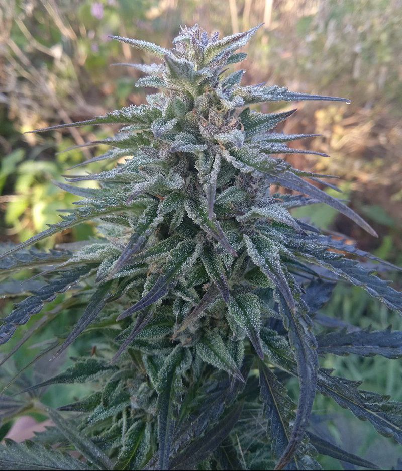 Cookies Kush Auto, Фасовка: 10, изображение 7