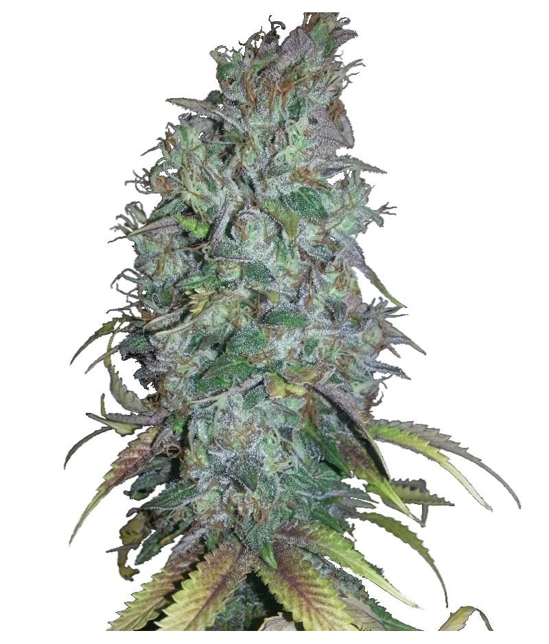 Blue Dream Fem, Фасовка: 10