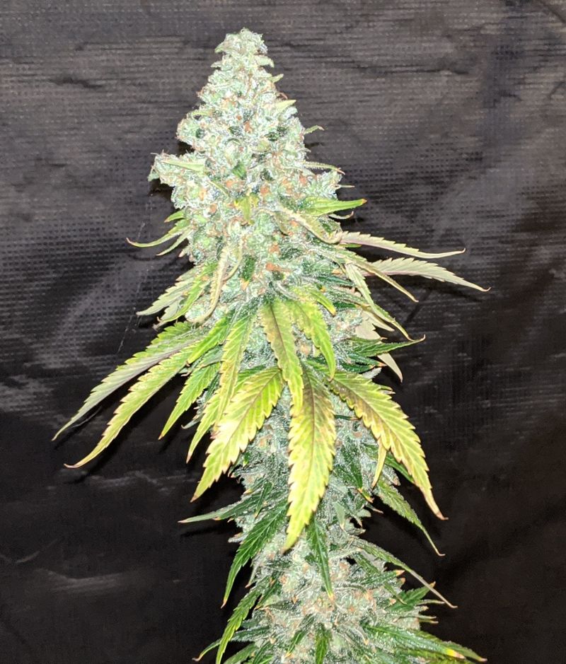 Cookies and Cream, Фасовка: 1, изображение 4