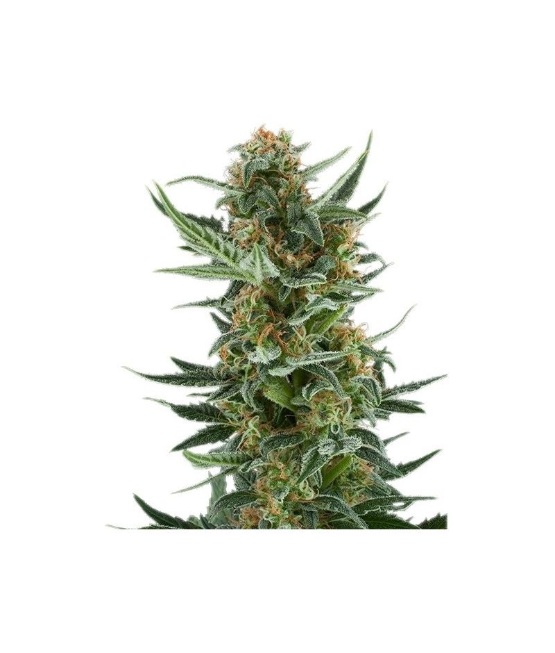 Royal Dwarf Auto, Фасовка: 3